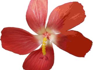JPEG_example_flower