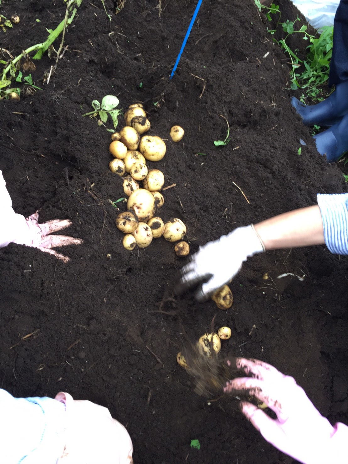 有馬町会文化厚生部ジャガイモ試し掘り4