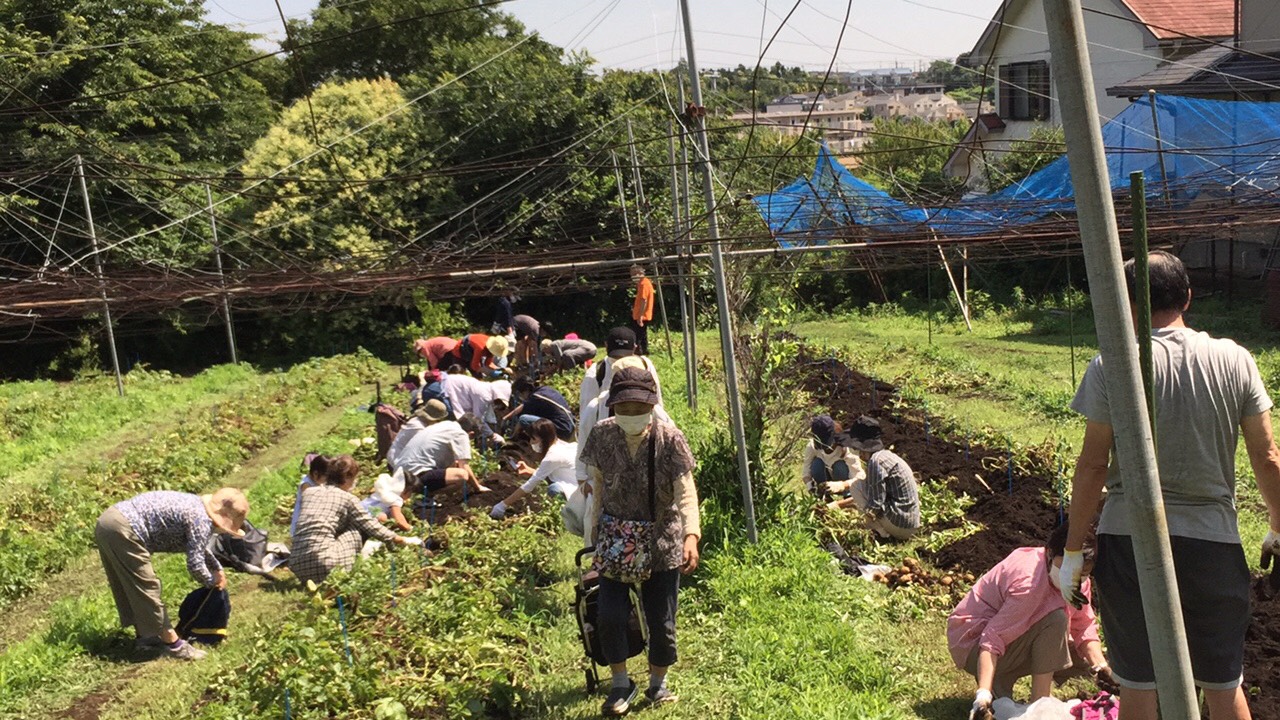 ジャガイモ掘り