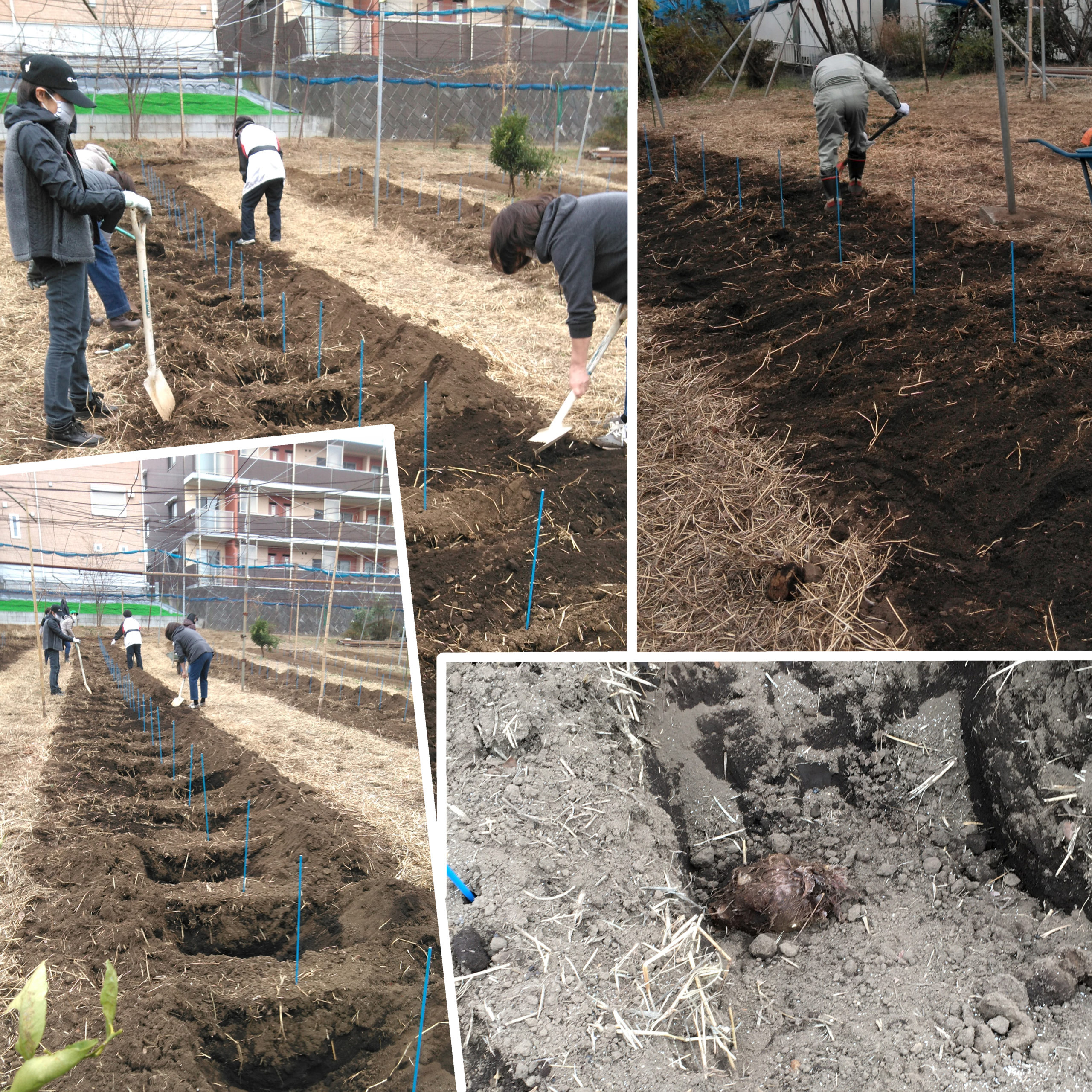 有馬町会文化厚生部里芋種植