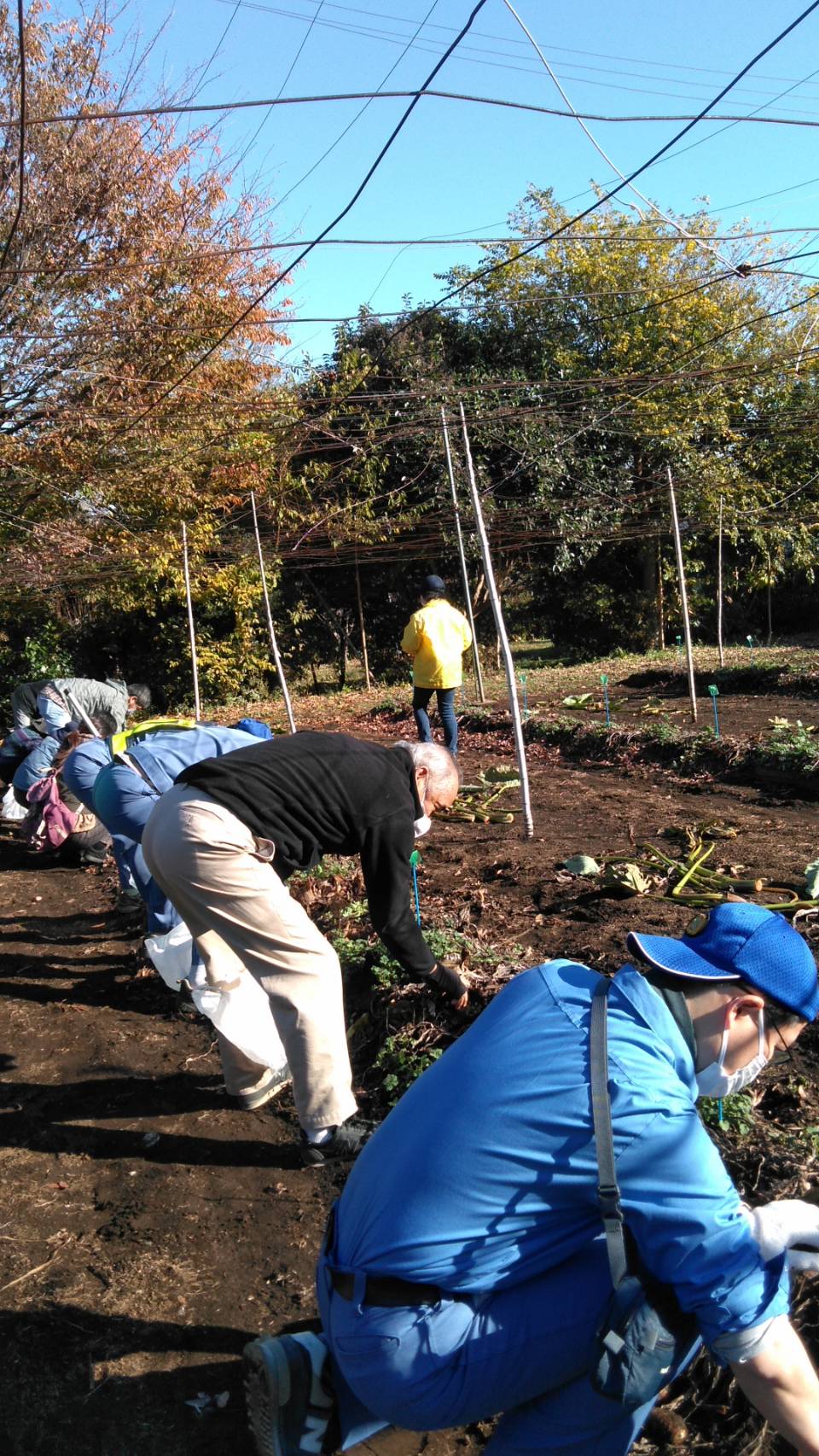 有馬町会歩け歩けパート31　(歩け歩けと里芋掘り)