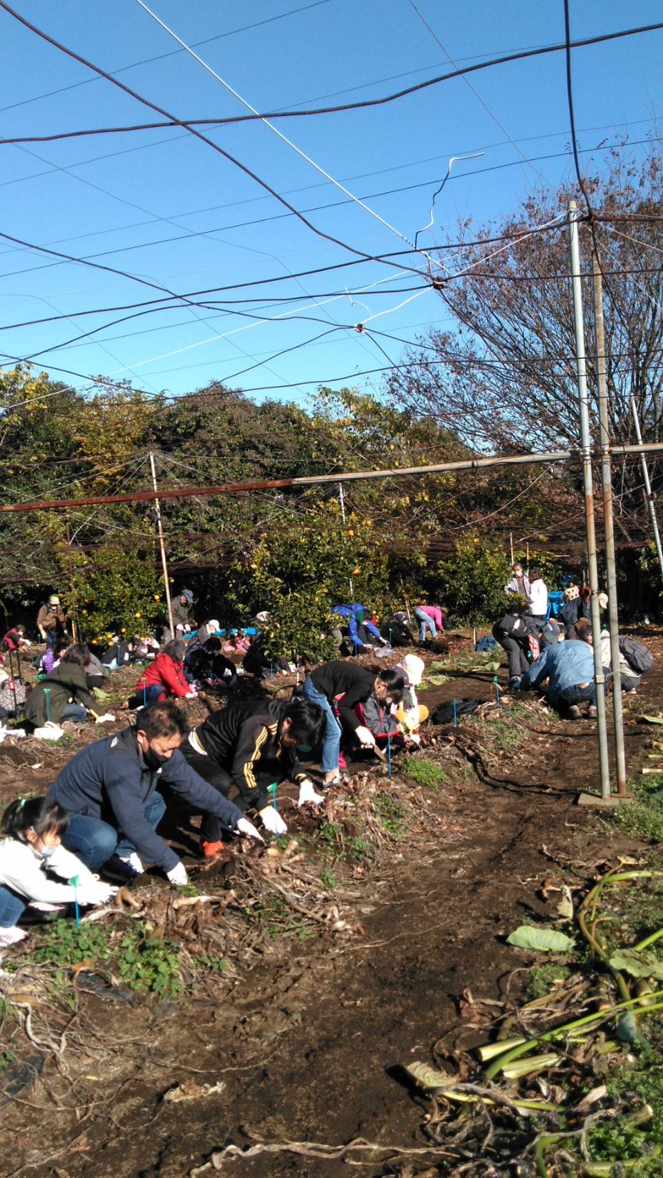 有馬町会歩け歩けパート31　(歩け歩けと里芋掘り)